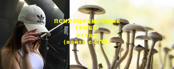 прущие грибы Бородино